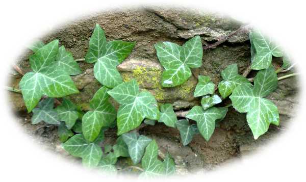 Ivy Old Town Swindon, UK